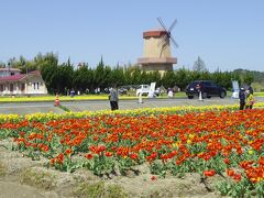 偶然立ち寄ったチューリップ祭りを堪能した所でこの旅行記（植物編）も終了です。