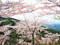 奥千本の桜のスポットでしばらく、お花見