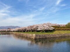 この五稜郭の桜がまた見たくて2年連続の函館


