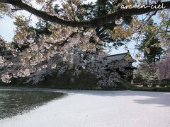 弘前駅前から、弘前公園へ、臨時直行シャトルバス（100円）が運行されています。
東門口前の外堀の桜は、もう葉桜で、大きな花筏が出来ていました。