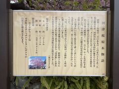 河津桜原木を見に。