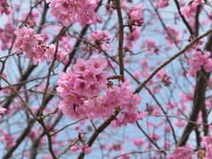 その分岐の際にある蒔田公園にも
濃いピンクの桜