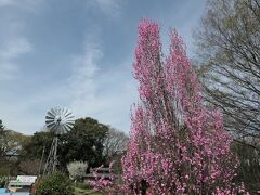 ハナモモに風車