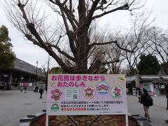 ここ二年散々な桜の季節でしたが、今年は止まらず歩きながらのお花見はＯＫ
注意書きもありますが、皆さんちゃーんと守ってます。すごいね、日本人。
