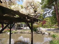 本堂には入らず、善光寺東側の善光寺庭園に入りました。
白い藤が綺麗です。
