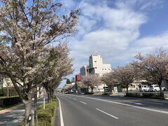 上野東京ラインで小山駅までやってきました。
両毛線との乗り継ぎが悪く40分ほど待たなければいけないので
駅周辺を散策します。
駅前の大通りの桜は葉桜に近くなっています。
