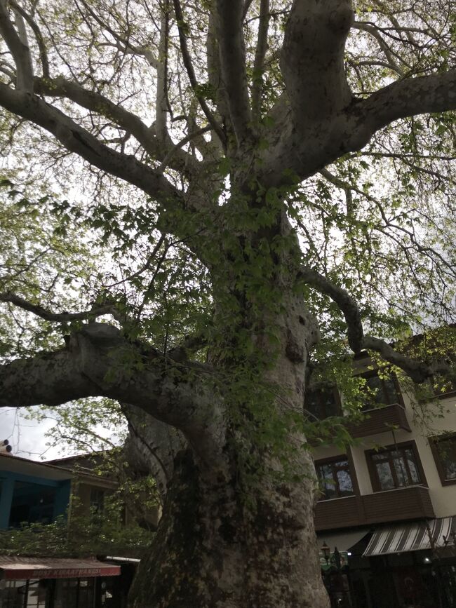 Yalvaçという街にあった樹齢８００年の木