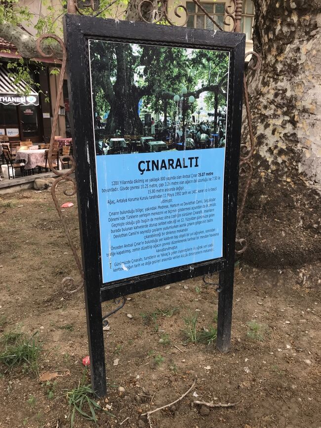 Yalvaçという街にあった樹齢８００年の木