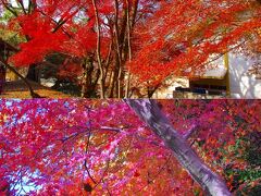 垂裕神社を回り込みながら降りていくとこれまた見事な紅葉です。