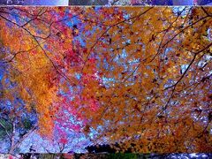 バス停から10分ほど桜並木を歩くと奥に鳥居が見えてきました。垂裕神社です。
階段を上がり、立派な門を抜けると見事な紅葉が広がっています。

天気が良いこともありかなりの人出です。