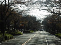 相模原市役所さくら通り。春は桜が満開になり、桜まつりも開かれます。