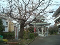 正宗稲荷大明神前の桜の方が開花が進んでいました。