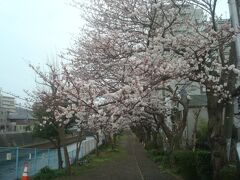 東奥田公園の東側、東海道本線沿いの大道橋から境川沿いを見たところです。
奥田公園付近よりこちらの方が、桜の開花が進んでいるように見えました。