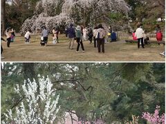 御苑です。枝垂れ桜は見頃、梅もまだ残っていました。