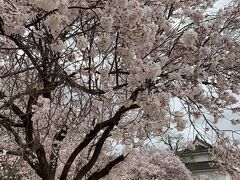 稲荷櫓と満開の桜

いい時に来れたわ～
開花の時期が早い
甲府って暖かいのね
