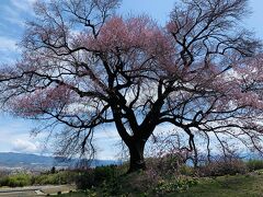 樹齢330年の1本桜

バックにある富士山がちょうど雲に隠れちゃった
残念
