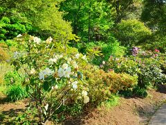 あしかがフラワーパーク

結城を後にして一路足利へ向かいました。
この時期は藤の花が見頃のはずと、あしかがフラワーパークへ。
駐車場も大混雑@@;でもちょっとズルっこしてnomoちゃんの裏技？でするりと正面入り口へ駐車♪
チケットはnomoちゃんがコンビニで買っておいてくれました。