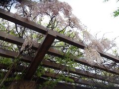 善光寺について移動中、藤が咲いてました