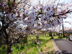 まだ桜が咲いている甚兵衛公園。
渡しの有ったところはこのように公園になっている。大きな数本の松の木が目印。
菜の花やコスモスの名所。駐車場完備
一応、コミュニティバスが公津の杜・宗吾霊堂から出ている。