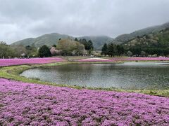 渋滞することもなく45分ほどで会場に到着。
あいにくの天気で暗いですが…芝桜は見頃です。