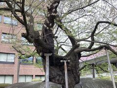 裁判所の敷地内にある石割桜
見ごろは過ぎちゃってましたが、生命力が凄い！