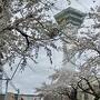 春旅　函館の桜と、弘前の桜