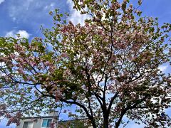 【桜の次は「ハナミズキ」】

何故かこの辺りじは真っ白な花が付く木が多く...