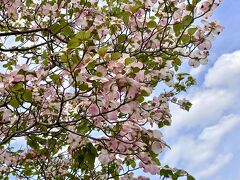 【桜の次は「ハナミズキ」】

白から徐々に、ピンクに変わって行く模様～

https://www.youtube.com/watch?v=TngUo1gDNOg
