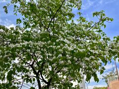 【桜の次は「ハナミズキ」】

「へぇ～、これがハナミズキかぁぁ....」

花に興味がない私は、ただただこの木を見上げる...