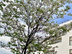 【桜の次は「ハナミズキ」】

この花も見頃は4月に掛けて、桜が終わった春先に花を咲かせる..そう...