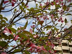【桜の次は「ハナミズキ」】

少し歩いてみると...ありました、ありました....