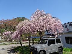 翌朝、東武特急リバティで会津高原尾瀬口へ。駅前にまだ桜が咲いていました。