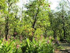 大崎園芸植物園

屋外ではツバキの花や、シラン（紫蘭）の花が咲いていました。