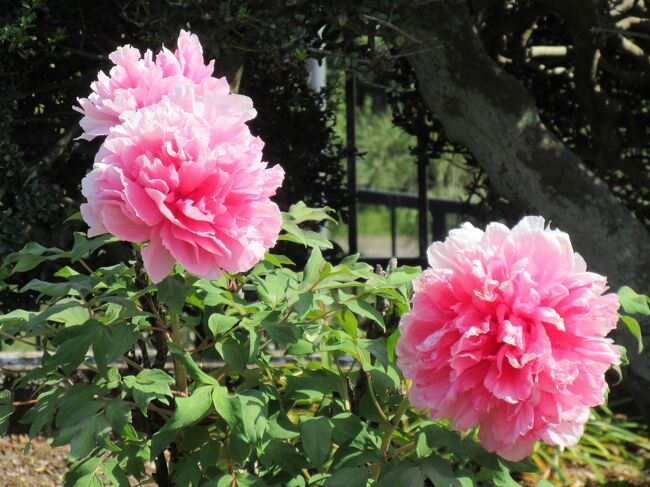 見沼田んぼ 総持院の牡丹と芍薬 見沼代用水沿いのお花いろいろ 22年5月 浦和 埼玉県 の旅行記 ブログ By Ron3さん フォートラベル