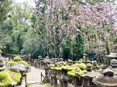奈良公園周辺には春日大社、東大寺、興福寺という世界遺産が集まり、奈良観光の王道エリアです。
午前中の宇治観光に思ったよりも時間がかかったので、JR奈良駅からタクシーで一番遠い春日大社まで来ました。（1,700円位だったと思います）
奉納された石灯籠2,000基ほどあるそうです。