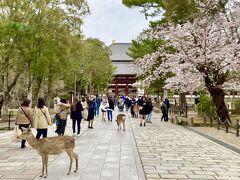 大仏を見に、東大寺まで歩いてきました。
お寺と桜と鹿、これぞ奈良という感じの情緒あふれる景色です。
