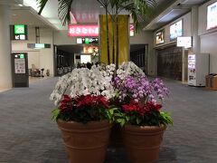 吹雪の東京から、深夜の那覇空港へやって来ました～
あったかい！別世界です。