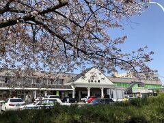 11:00過ぎ、松山駅に到着。
駅前の桜は丁度見頃でした。