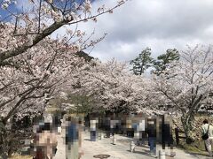 時間がなくてゆっくりできませんでしたが、予定になかった満開の桜を眺めることができました。