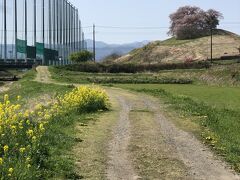 丘を下るように進むと、遠くに桜が見えます。
ゴルフ練習場の隣にあるのは、白石稲荷山古墳。
こんな近距離に打ちっ放しを作らなくても・・・。