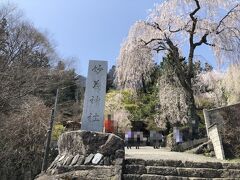 妙義神社です。
右奥が有名な枝垂桜のようです。
