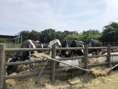 大島は牛乳も有名で牛が牧場でご飯してました