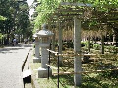 三大神社藤棚