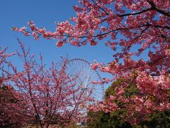 観覧車と河津桜の組み合わせは葛西臨海公園だけかもしれません。