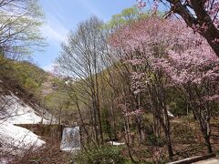 桜と残雪と堰堤の滝