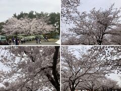 ここからは、ゆっくり桜を見上げながら、ほんの1週間ほどしか愛でる事が出来ない景色を楽しみたいと思います。