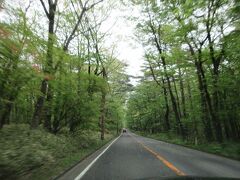 2日目
雨が降りそうなので、9時にチェックアウトして、目的の渓流パークへ車を走らせます。
那須高原ってこんな樹木の景色が多い・・