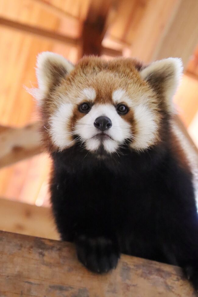 動物たちの春まつりの茶臼山動物園22 3 レッサーパンダ特集 去年生まれの双子は目を離せない 今度は間に合ったお外レッサーの朝リンゴ 篠ノ井 長野県 の旅行記 ブログ By まみさん フォートラベル 動物たちの春まつりの茶臼山動物園22 3 レッサーパンダ特集 去年生まれの双子は目を離せない 今度は間に合ったお外レッサーの朝リンゴ 篠ノ井 長野県 の旅行記 ブログ By まみさん フォートラベル