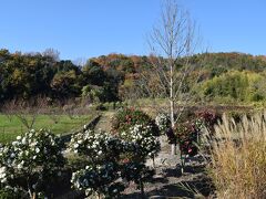 秋の終わりですが、紅葉が残り、気持ちのいい秋です。