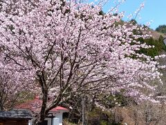 六地蔵と満開の桜